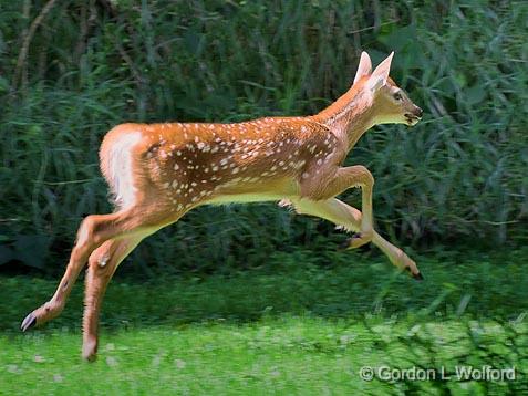 Fawn On The Run_53877.jpg - White-tailed Deer (Odocoileus virginianus) photographed near Carleton Place, Ontario, Canada.
